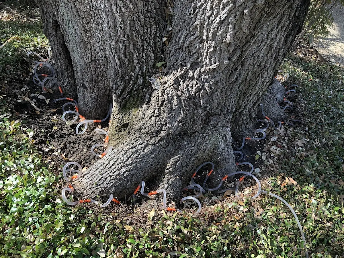 Detailed Tree Cabling and Bracing job site in Crestwood