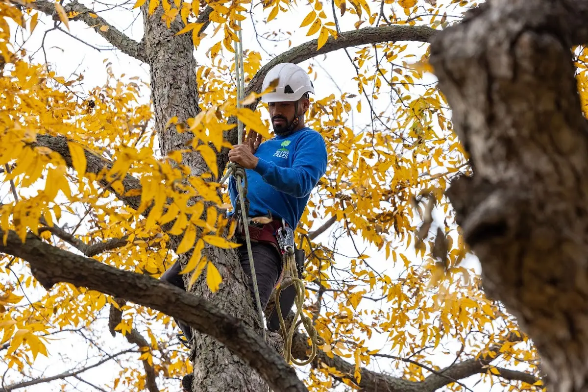 Skilled Tree Planting crew working in Crestwood